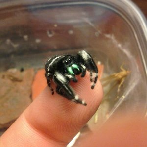 Phidippus audax