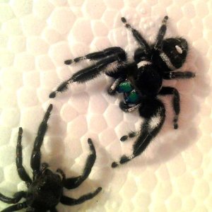 Phidippus audax pre-courtship