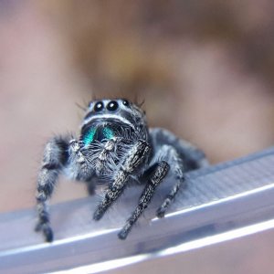 Phidippus californicus