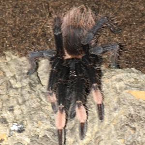 Sericopelma sp. Santa Catalina