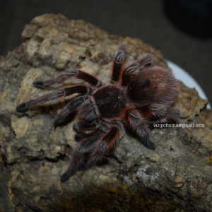 1.0 Grammostola porteri/rosea "RCF"