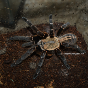 0.1 Cyriopagopus sp. "Bach Ma"