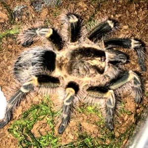 Grammostola pulchripes