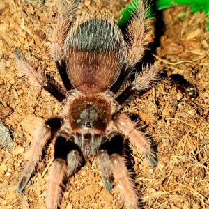 Brachypelma klassi