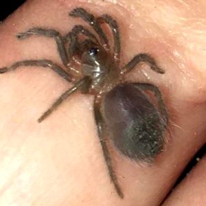 Tliltocatl albopilosum (Nicaraguan Blue Femur Ometepe Island)