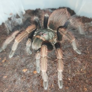 P ultramarinus