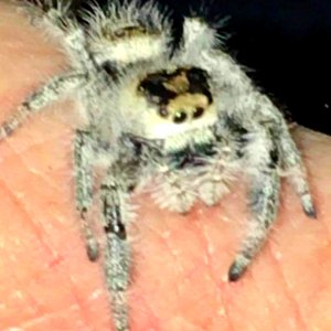 Phidippus regius