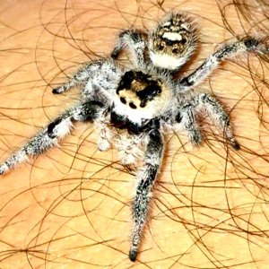 Phidippus regius