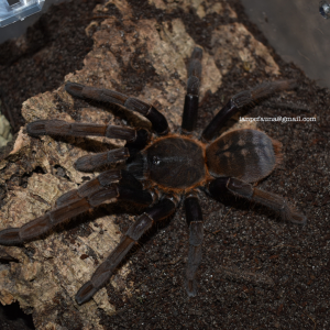 0.1 Haplopelma sp. "Tupai"