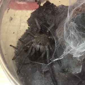 "Metal Sonic" freshly molted