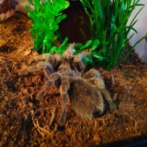 Grammostola Porteri