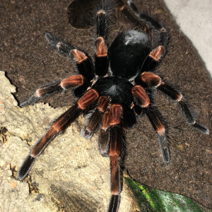 Megaphobema Mesomelas MM