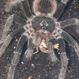 Pamphobeteus sp. Ecuador