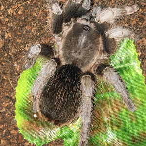 Aphonopelma Belindae female