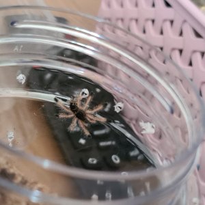 avicularia peru purple