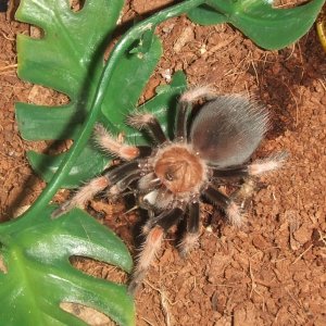 Brachypelma boehmei - Pachuca