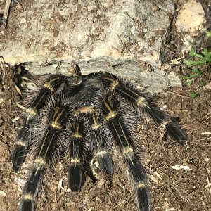 Peekaboo Pulchripes