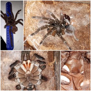 T stirmi