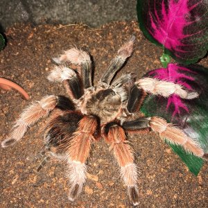 Brachypelma Klassi Mm