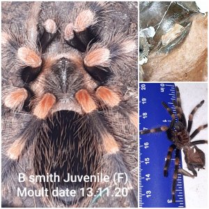 B smithi (moult 13.11.20)