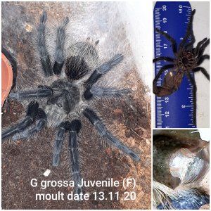 G grossa moult date 13.11.20