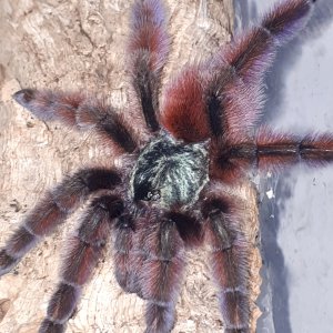 C versicolor