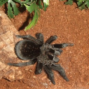 Grammostola pulchra - Massa