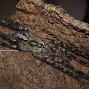 0.1 Poecilotheria ornata