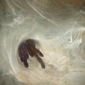 Thrigmopoeus truculentus - Ratta