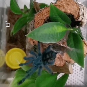 Caribena Versicolor sling growing fast