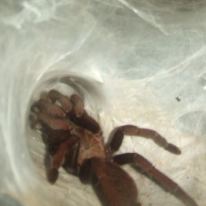 Thrigmopoeus truculentus - Ratta