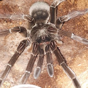 T stirmi