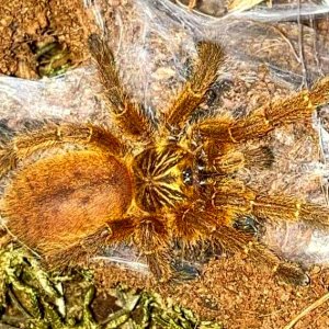 P. murinus