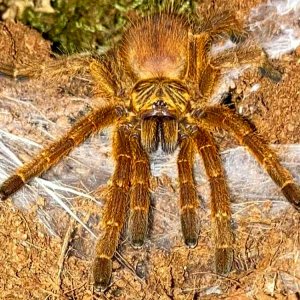 P. murinus