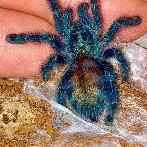 C. versicolor