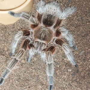 G.rosea (F)