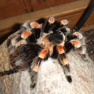 Brachypelma hamorii - Inca