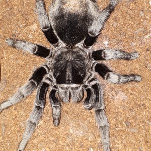 G pulchra