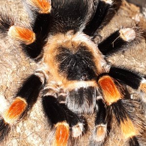 B smithi