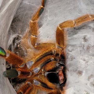 SAF--P. murinus