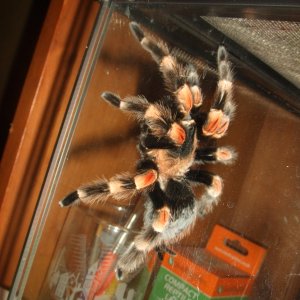 Brachypelma hamorii AF - Inca