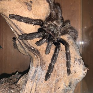 Psalmopoeus reduncus - Coffee