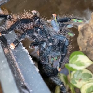 Avicularia avicularia Pairing