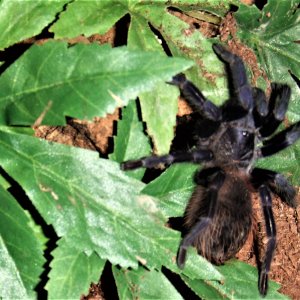 Pterinopelma sazimai - Taino