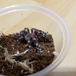 Acanthoscurria geniculata