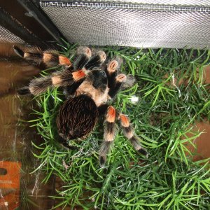 Brachypelma hamorii (AF) - Inca