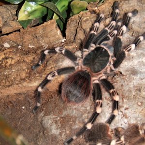 Acanthoscurria geniculata - Rio