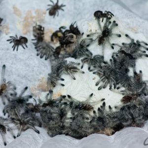 Avicularia variegata