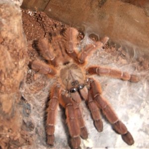 Phormingochilus sp. Rufus - Ayu