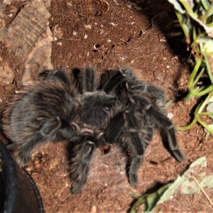 Lasiodora parahybana - Pip